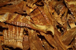 Măng khô